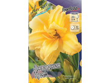 Hemerocallis Georgia Cream 241,00�. �� 3 ��..jpg