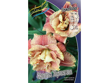 Hemerocallis Happy Hooligan 448,7�. �� 3 ��..jpg