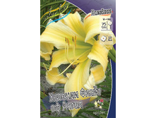 Hemerocallis Heavenly Flight Of Angels 351,5�. �� 2 ��..jpg
