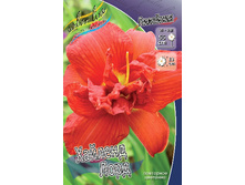 Hemerocallis Highland Lord 448,7�. �� 3 ��..jpg
