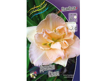 Hemerocallis Jean Swann 375,8�. �� 3 ��..jpg