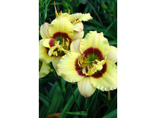 Hemerocallis Little Music Maker NEW 375,8�. �� 3 ��..jpg