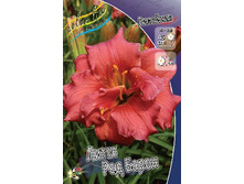 Hemerocallis Little Red Baron 412,3�. �� 3 ��..jpg
