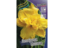 Hemerocallis Longfields Maxim 394�. �� 3 ��..jpg