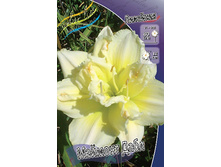 Hemerocallis Maymont Double 412,3�. �� 3 ��..jpg