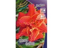 Hemerocallis Moses Fire 303�. �� 2 ��..jpg