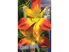 Hemerocallis Open Hearth 230,1�. �� 2 ��..jpg