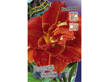 Hemerocallis Paprika Flame 448,7�. �� 3 ��..jpg