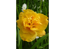 Hemerocallis Patricia Jojo 394�. �� 3 ��..jpg