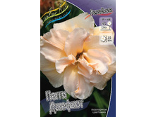 Hemerocallis Peggy Jeffcoat 448,7�. �� 3 ��..jpg