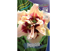 Hemerocallis Roswitha 412,3�. �� 3 ��..jpg