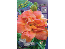 Hemerocallis Rose Corsage 448,7�. �� 3 ��..jpg