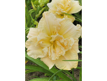 Hemerocallis Schnickel Fritz 357,6�. �� 3 ��..jpg