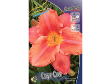 Hemerocallis South Seas 164,5�. �� 2 ��..jpg