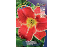 Hemerocallis Startle 278,7 �. �� 2 ��..jpg