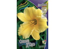 Hemerocallis Stella Doro 147,5�. �� 5 ��..jpg