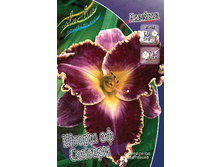 Hemerocallis Storm Of Century 351,5�. �� 2 ��..jpg