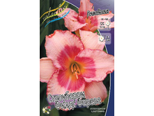 Hemerocallis Strawberry Fields Forever 205,8�. �� 2 ��..jpg
