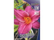 Hemerocallis Summerwine 287,8�. �� 5��..jpg