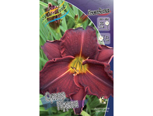Hemerocallis Super Purple 169,4�. �� 2 ��..jpg