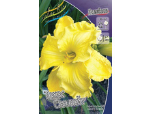 Hemerocallis Texas Sunlight 254,4�. �� 5 ��..jpg