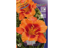 Hemerocallis Tigger 303�. �� 2 ��..jpg