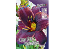 Hemerocallis Sweet Hot Chocolate 254,4�. �� 2 ��..jpg