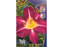 Hemerocallis Tooth 230,10�. �� 2 ��..jpg