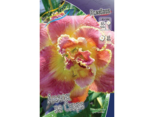 Hemerocallis Unlock The Stars 351,5�. �� 2 ��..jpg