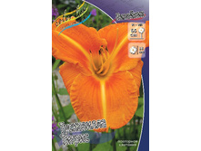 Hemerocallis Tuscawilla Tigris 193,7�. �� 2 ��..jpg