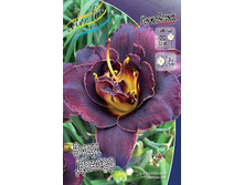 Hemerocallis Voodoo Dancer 351,5�. �� 2 ��..jpg