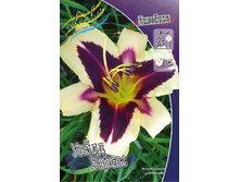 Hemerocallis Wild Horses 278,7 �. �� 2 ��..jpg