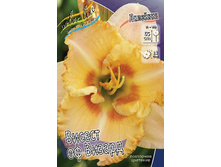Hemerocallis Wisest of Wizards 241,00�. �� 3 ��..jpg