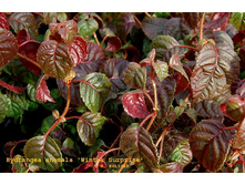 ��������� �������� ������ ��������-265