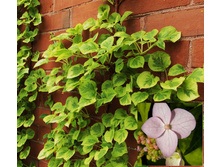 ��������� �������� �������-193