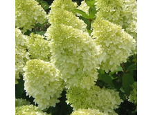 ��������� ���  �������� ����� �12-226�