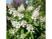 ��������� ��� ���� �9-137