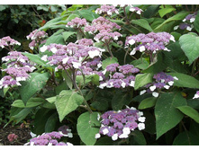 ��������� �������� ����������-153