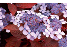 ��������� �������� ��������-167