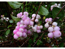 ������������� ������ �� ����-124�.jpg