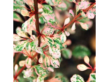 �������� �������� ������-174