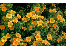 �������� ����� �����-122