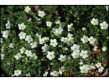 �������� ������� ���� 122�