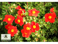 �������� ������ ��� ����� 122�.