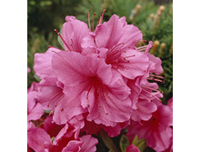 120���. ������ �������� ����� �������.jpg