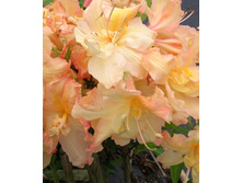 238���. ������ Knapp Hill ������ �������.jpg