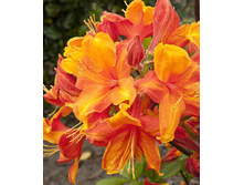 238���. ������ Knapp Hill ������ ������ ���.jpg