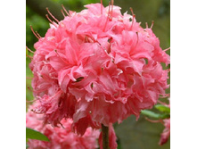 238���. ������ Knapp Hill ������ �������.jpg