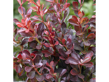 102���. �������� �������� ������������ ����.jpg