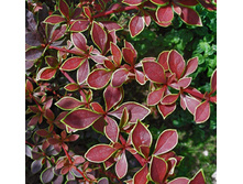 109���. �������� �������� ��������.jpg